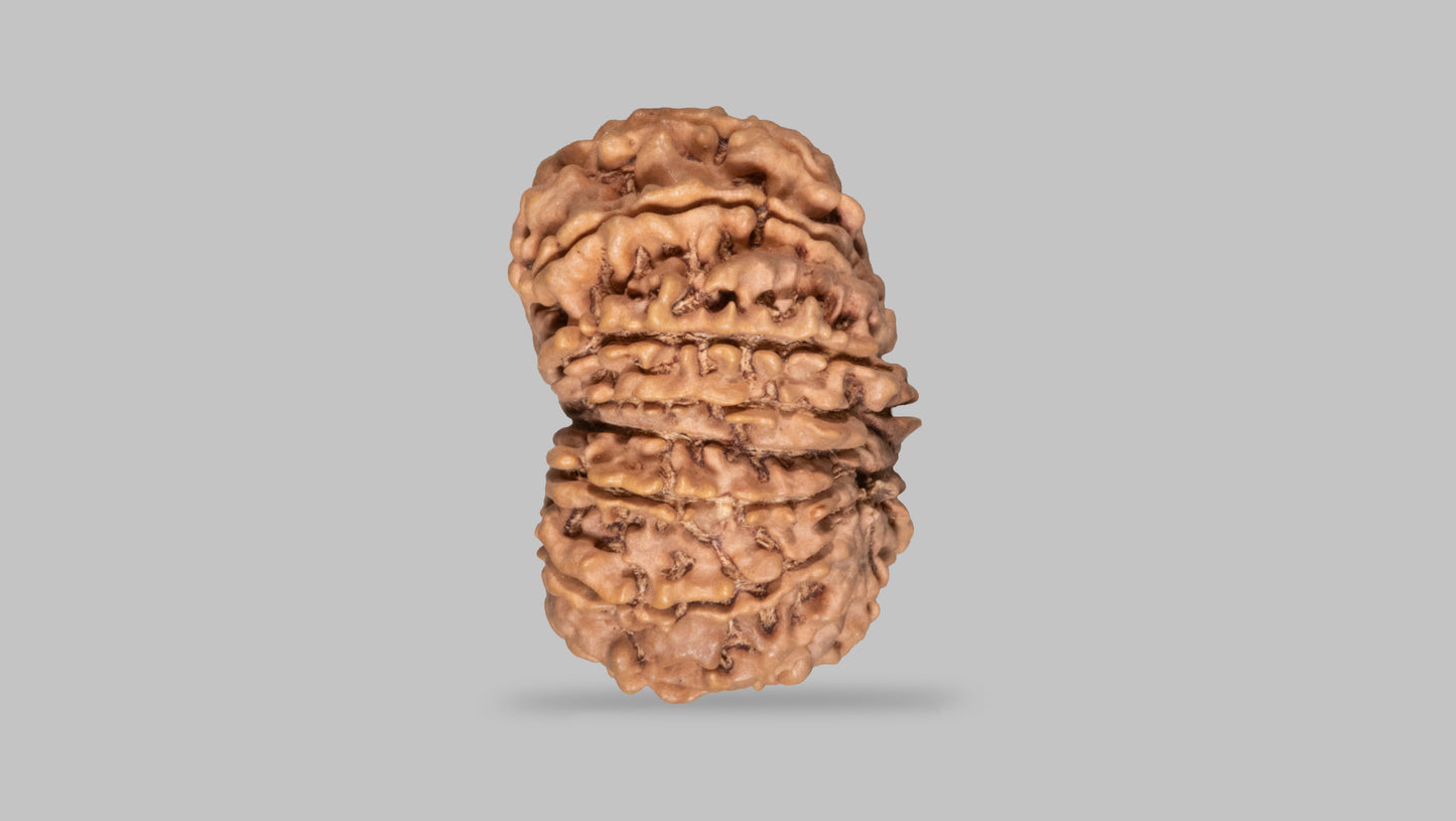 14 MUKHI RUDRAKSHA (32.71 mm)