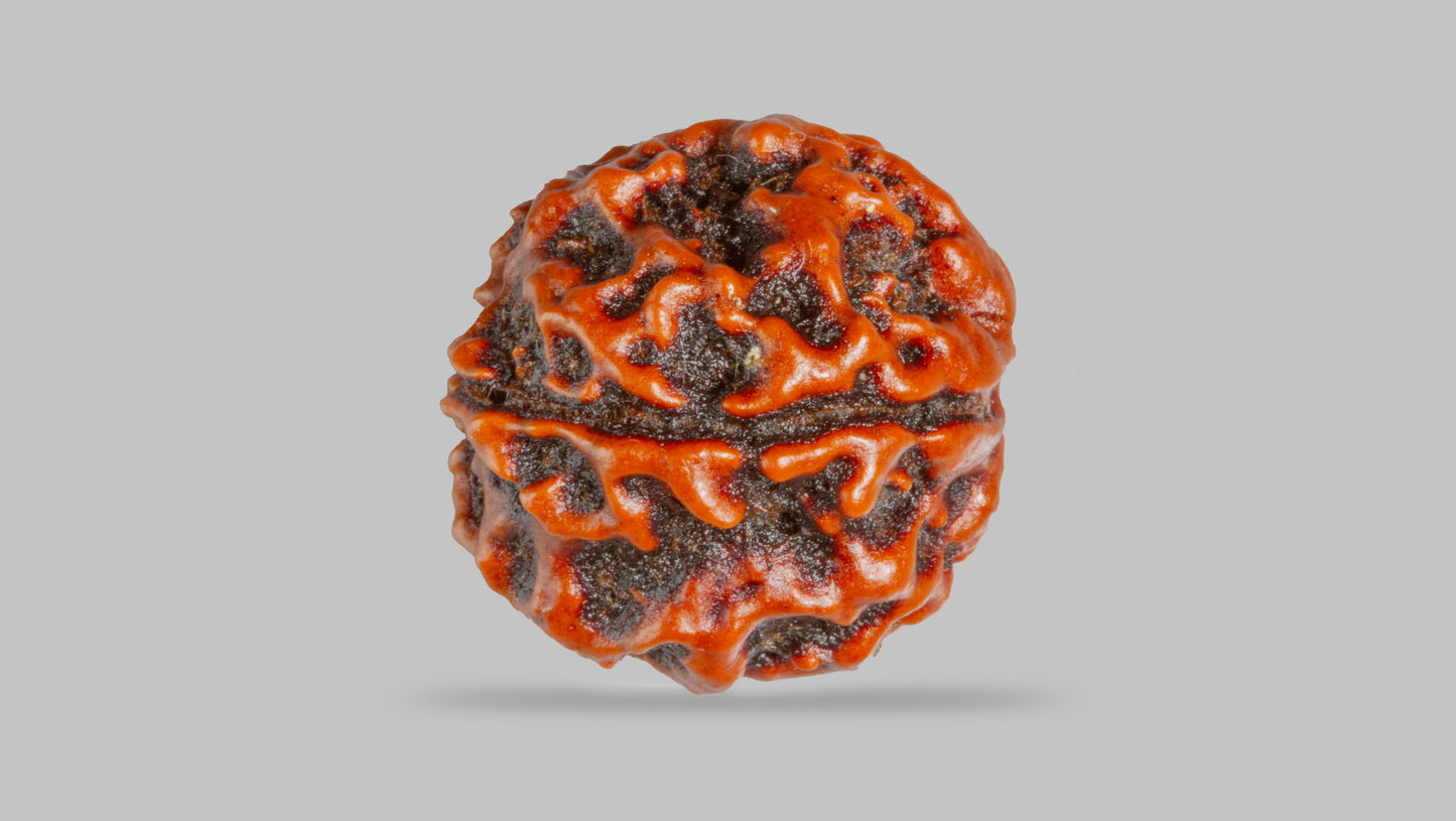 4 MUKHI RUDRAKSHA (16.81 mm)