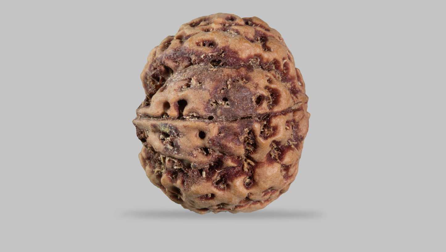 5 MUKHI RUDRAKSHA (22.80 mm)