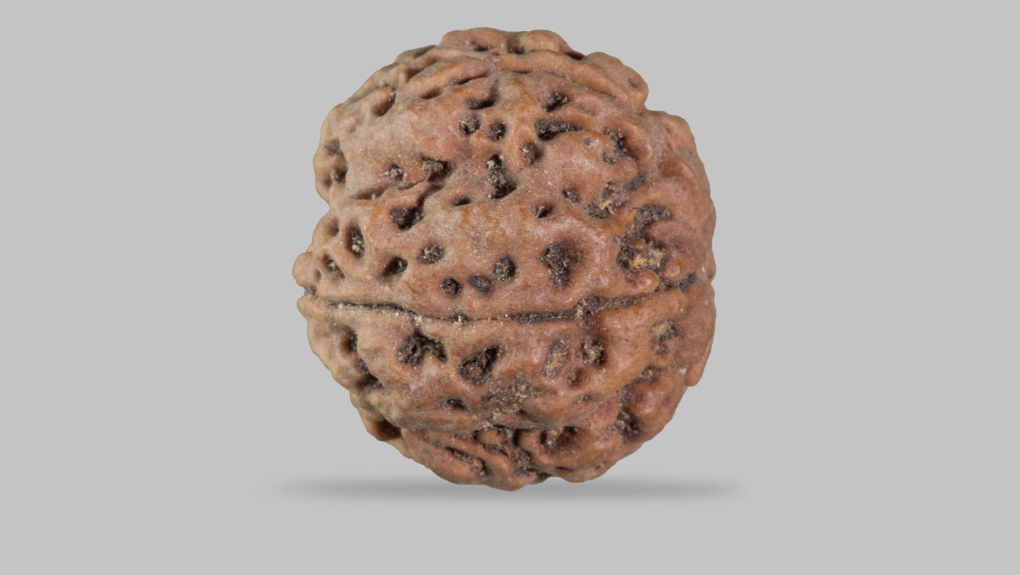 5 MUKHI RUDRAKSHA (22.70 mm)