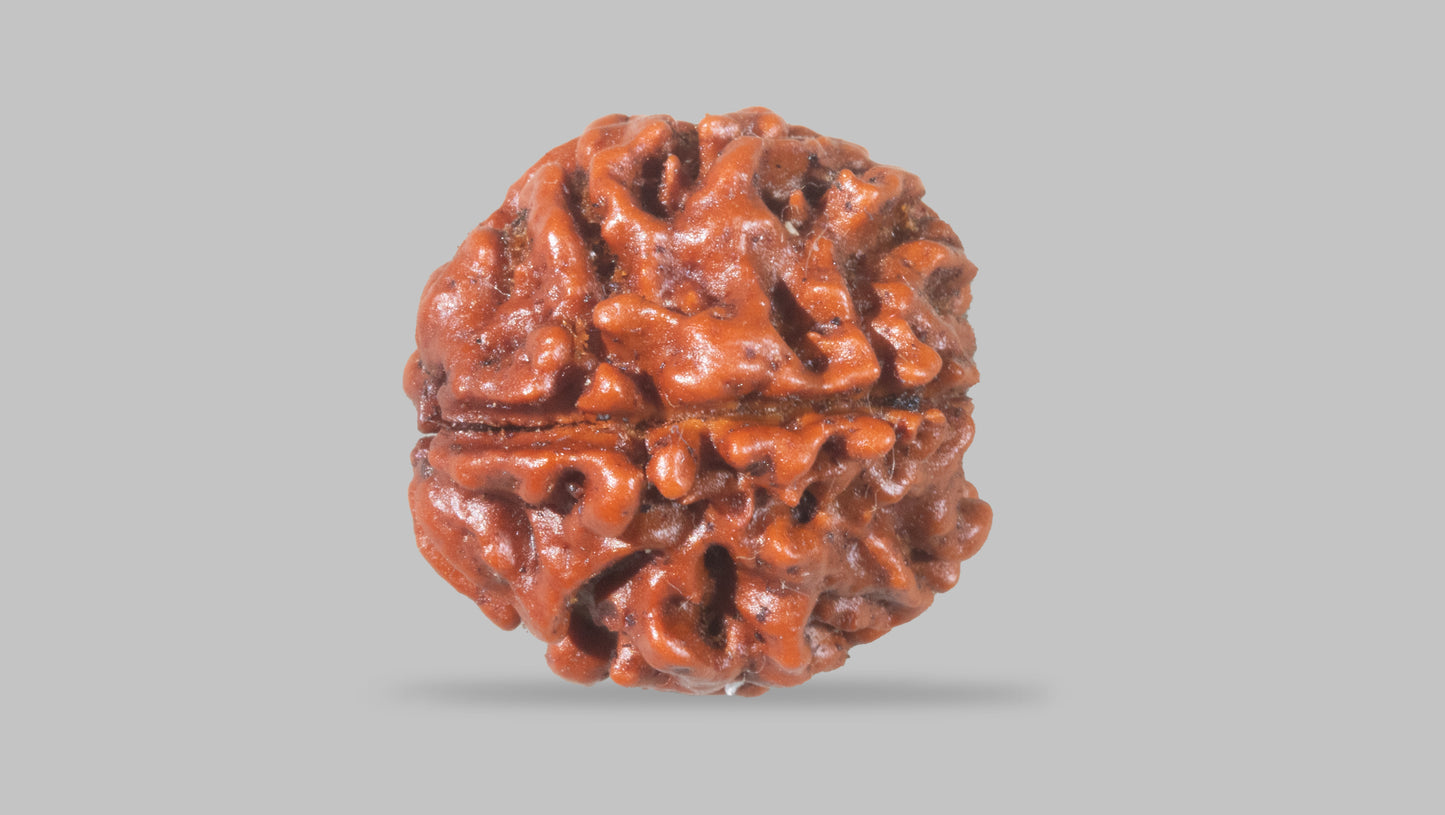 4 MUKHI RUDRAKSHA (18.02 mm)