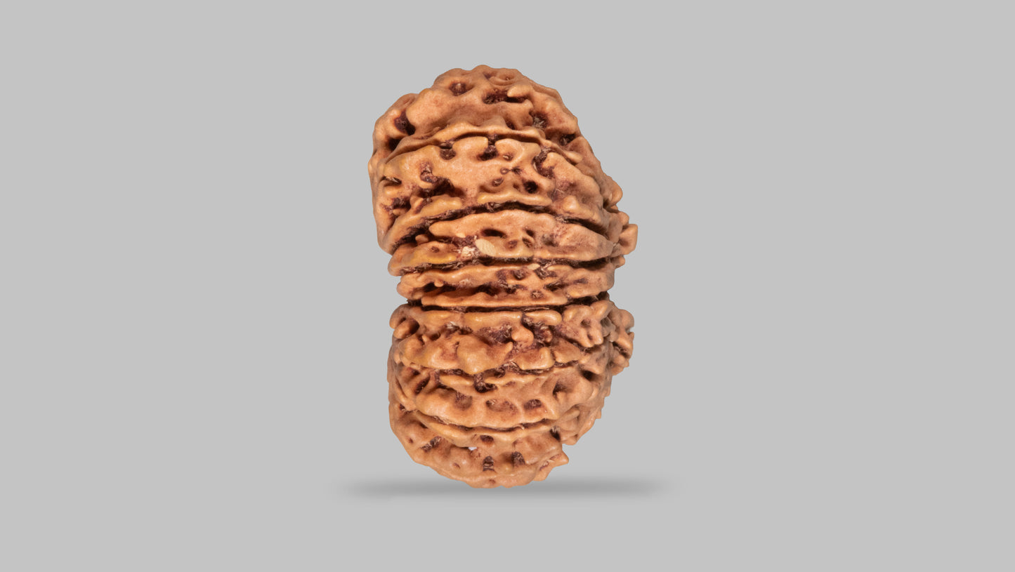 14 MUKHI RUDRAKSHA (34.96 mm)