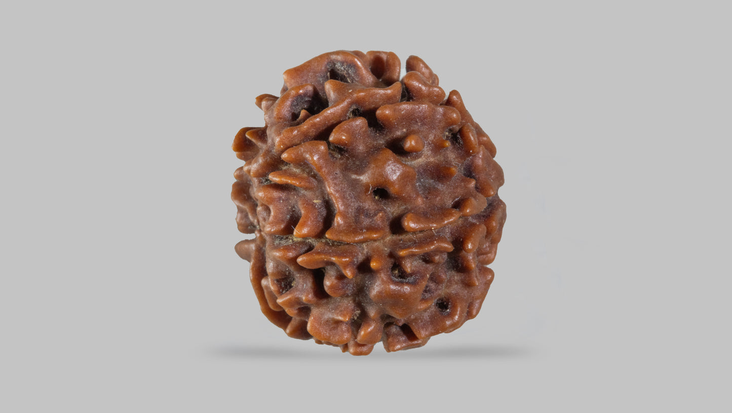 7 MUKHI RUDRAKSHA (19.95 mm)