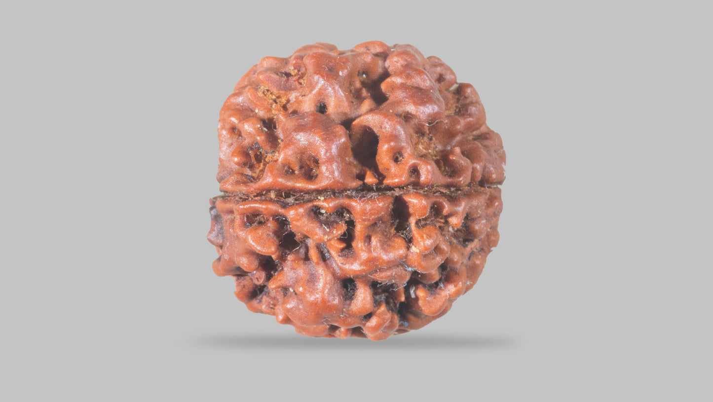 4 MUKHI RUDRAKSHA (18.25 mm)