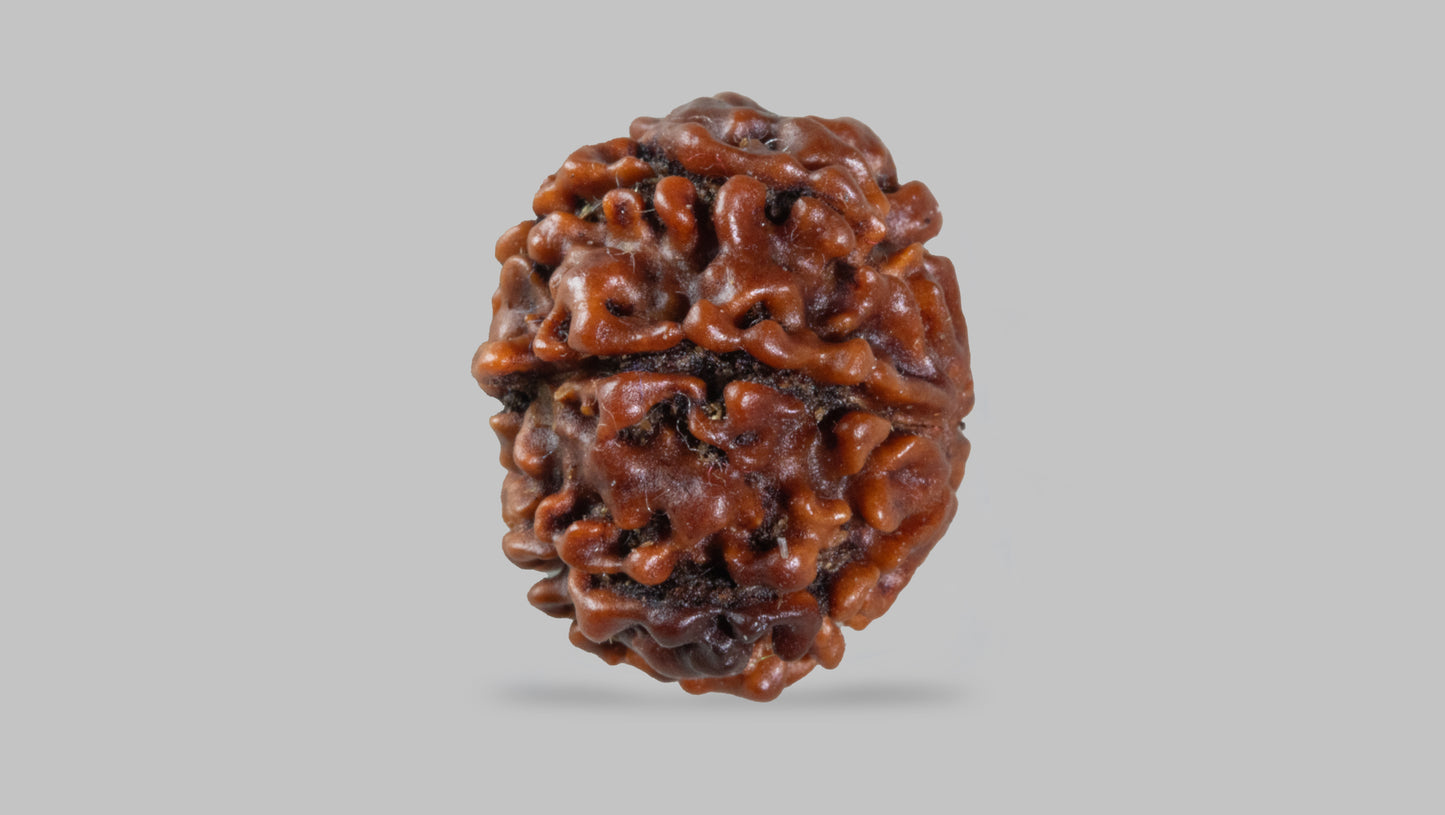 7 MUKHI RUDRAKSHA (18.51 mm)