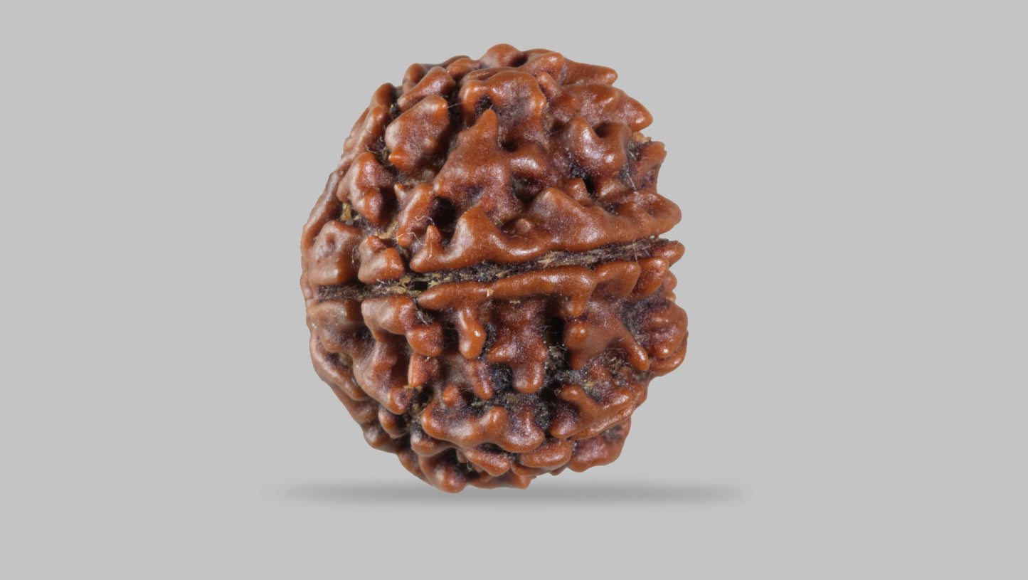 7 MUKHI RUDRAKSHA (17.70 mm)