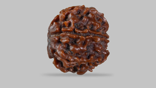 7 MUKHI RUDRAKSHA (17.80 mm)