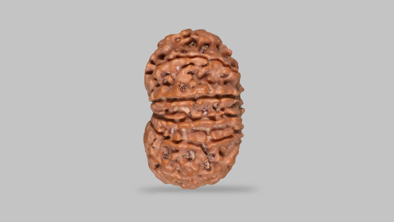 11 MUKHI RUDRAKSHA (27.15 mm)