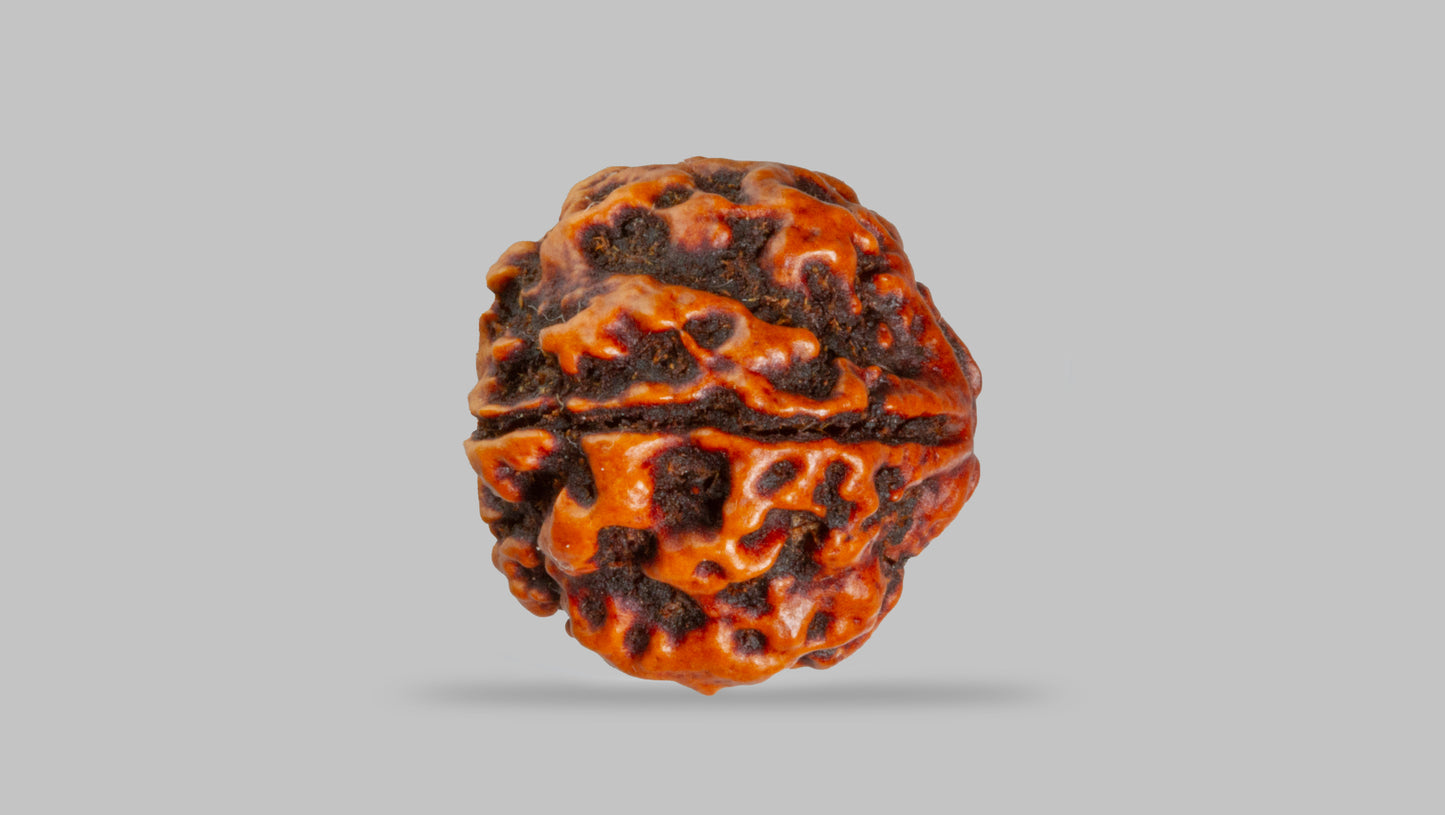 4 MUKHI RUDRAKSHA (17.67 mm)