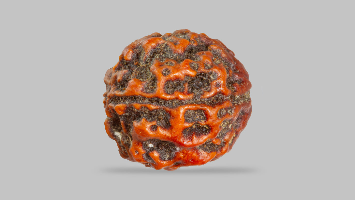 4 MUKHI RUDRAKSHA (17.95 mm)