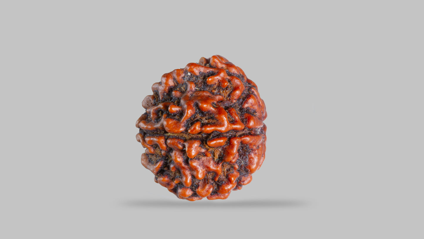 6 MUKHI RUDRAKSHA (21.58 mm )