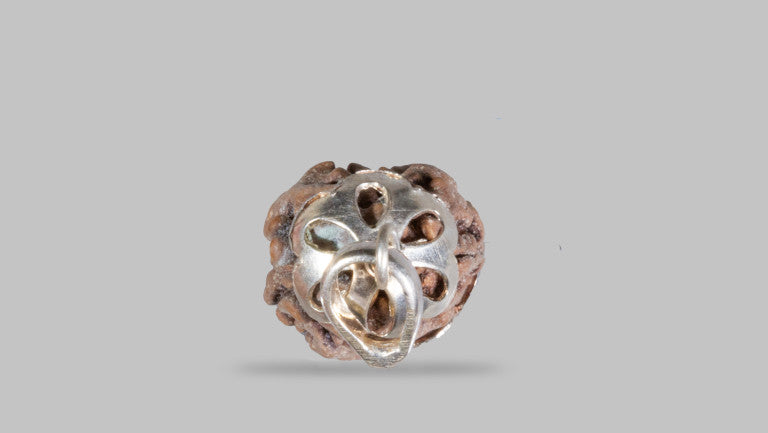 2 MUKHI RUDRAKSHA (19.30 mm)