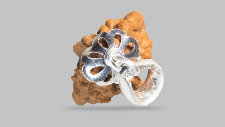 2 MUKHI RUDRAKSHA (27.35 mm)