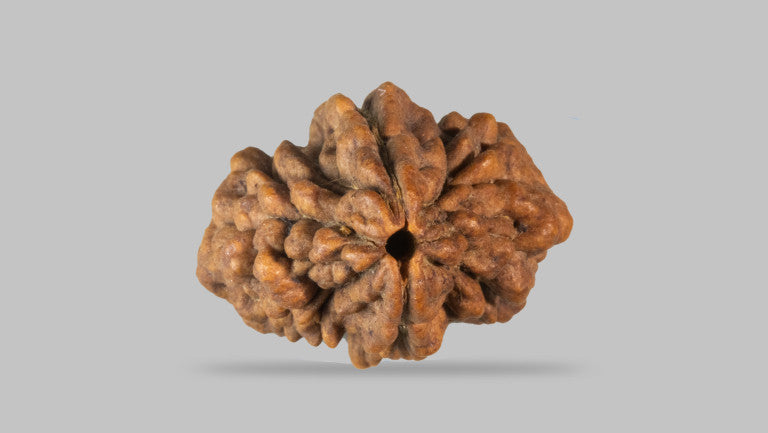2 MUKHI RUDRAKSHA (33.44 mm)