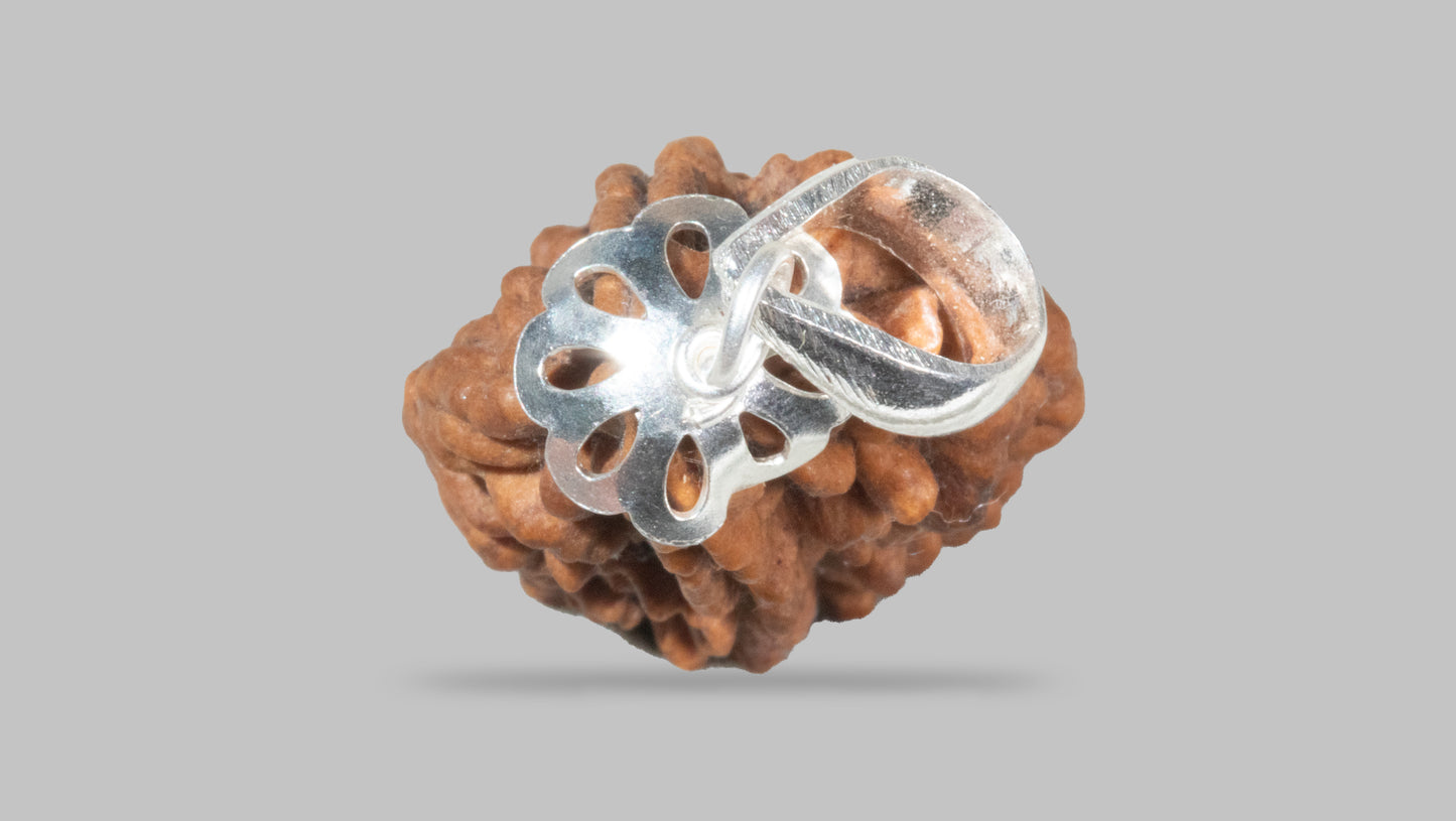 2 MUKHI RUDRAKSHA (20.80 mm)