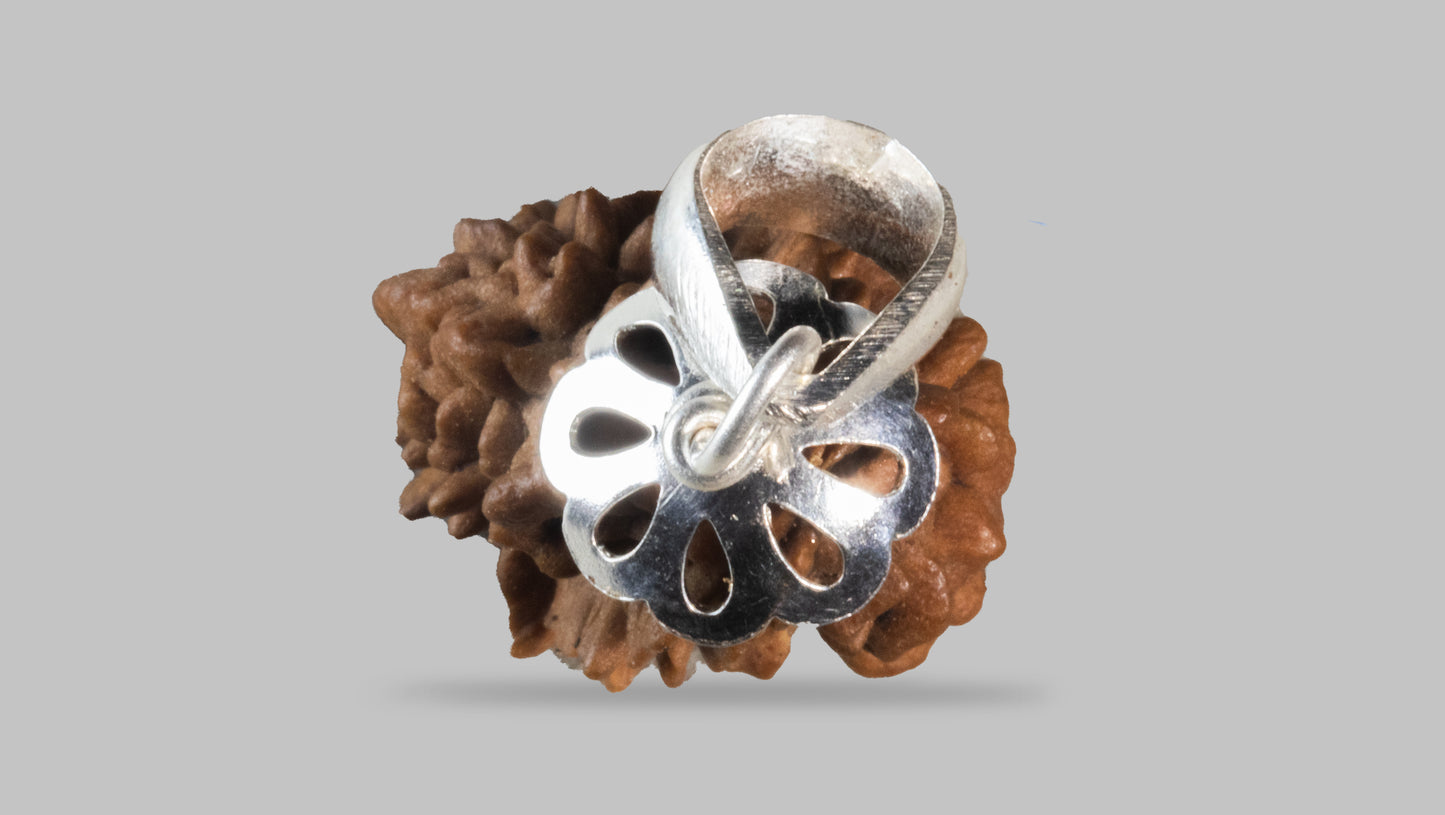 2 MUKHI RUDRAKSHA (25.51 mm)