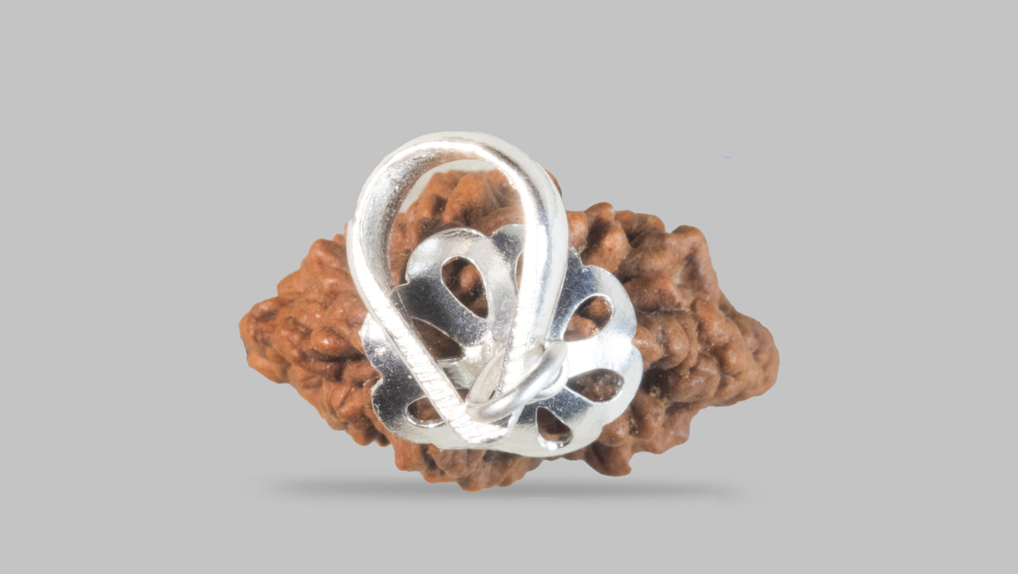 2 MUKHI RUDRAKSHA (28.81 mm)