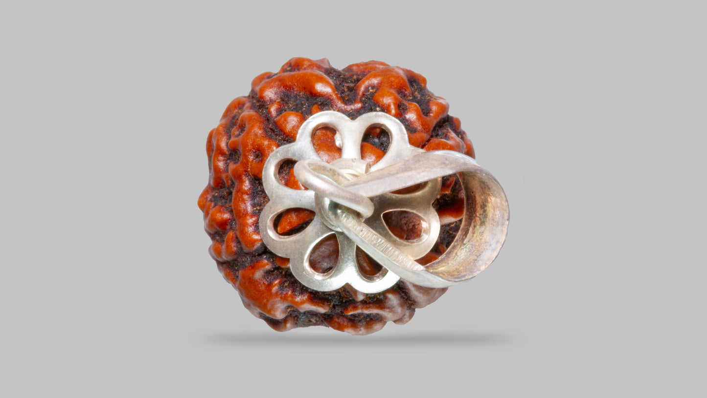 4 MUKHI RUDRAKSHA (20.23 mm)