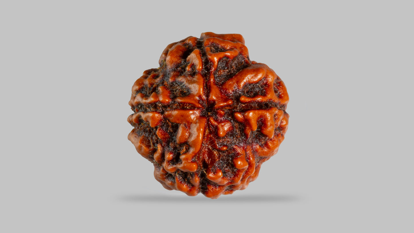 4 MUKHI RUDRAKSHA (17.76 mm)