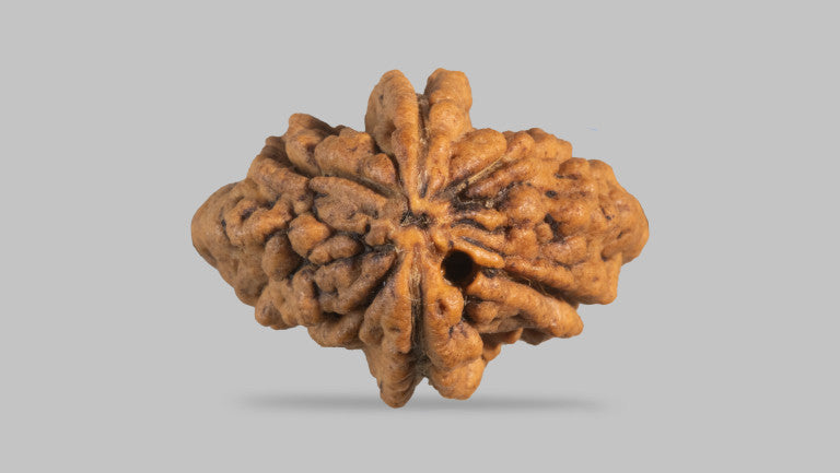 2 MUKHI RUDRAKSHA (33.90 mm)