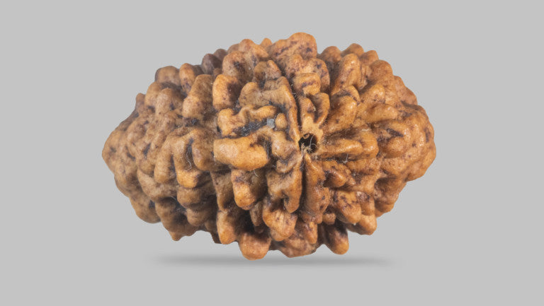 2 MUKHI RUDRAKSHA (26.94 mm)