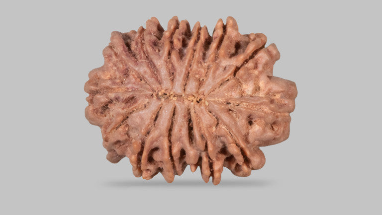 13 MUKHI RUDRAKSHA (27.62 mm)