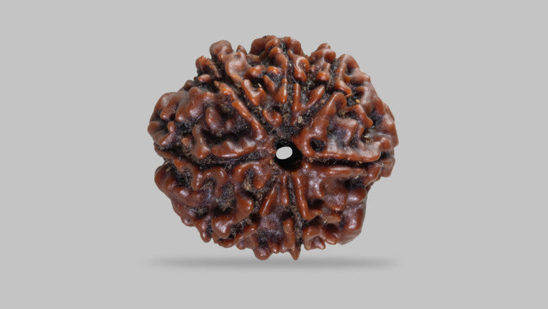 7 MUKHI RUDRAKSHA (19.50 mm)