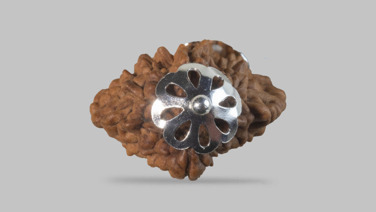 2 MUKHI RUDRAKSHA (28.01 mm)