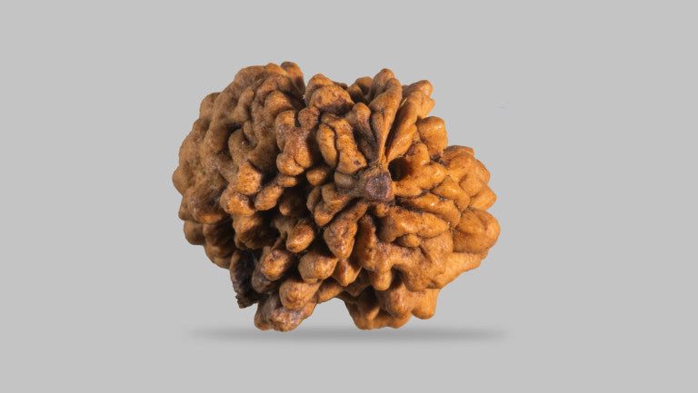 2 MUKHI RUDRAKSHA (30.33 mm)