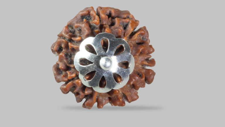 7 MUKHI RUDRAKSHA (19.61 mm)