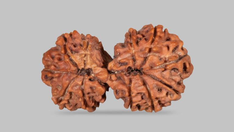 11 MUKHI GAURI SHANKAR RUDRAKSHA (34.04 mm)