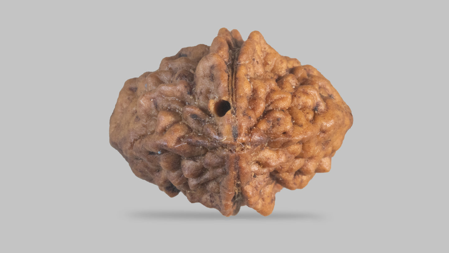 2 MUKHI RUDRAKSHA (27.60 mm)