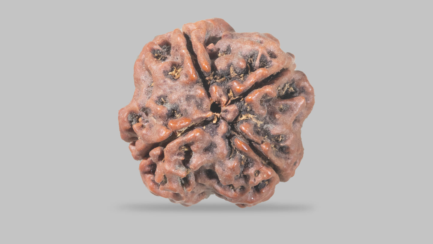 4 MUKHI RUDRAKSHA (20.47 mm)