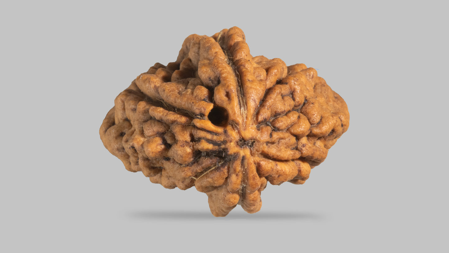2 MUKHI RUDRAKSHA (29.40 mm)