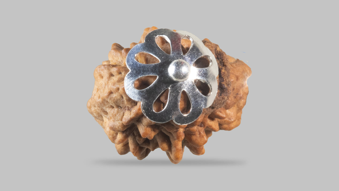 2 MUKHI RUDRAKSHA (26.88 mm)
