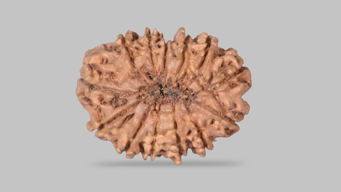 13 MUKHI RUDRAKSHA (22.83 mm)