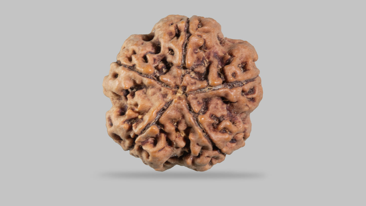 5 MUKHI RUDRAKSHA (24.35 mm)