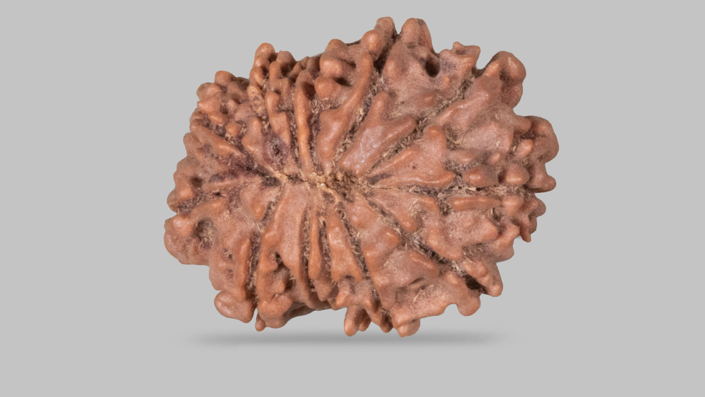 13 MUKHI RUDRAKSHA (22.90 mm)