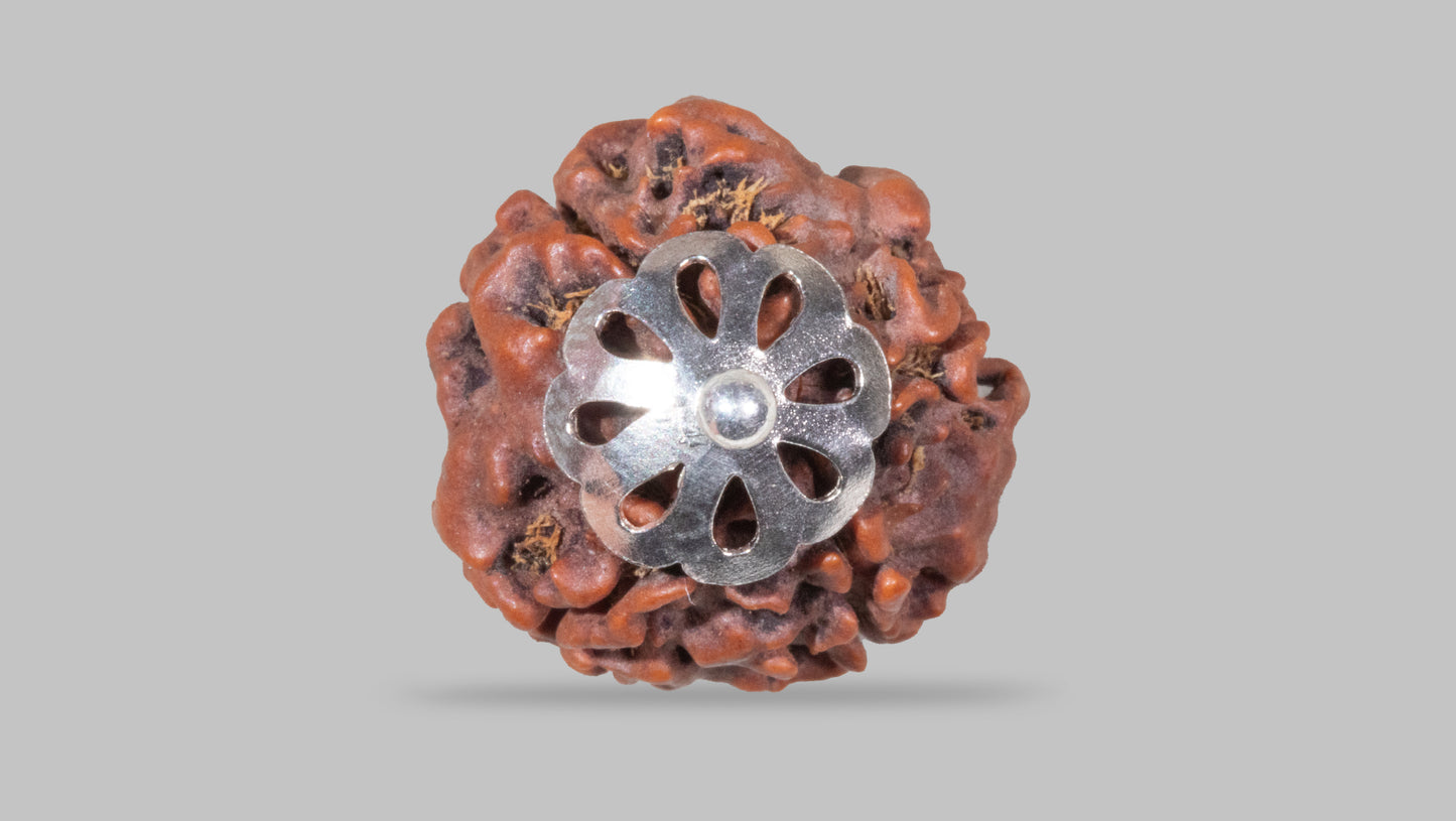 4 MUKHI RUDRAKSHA (19.05 mm)