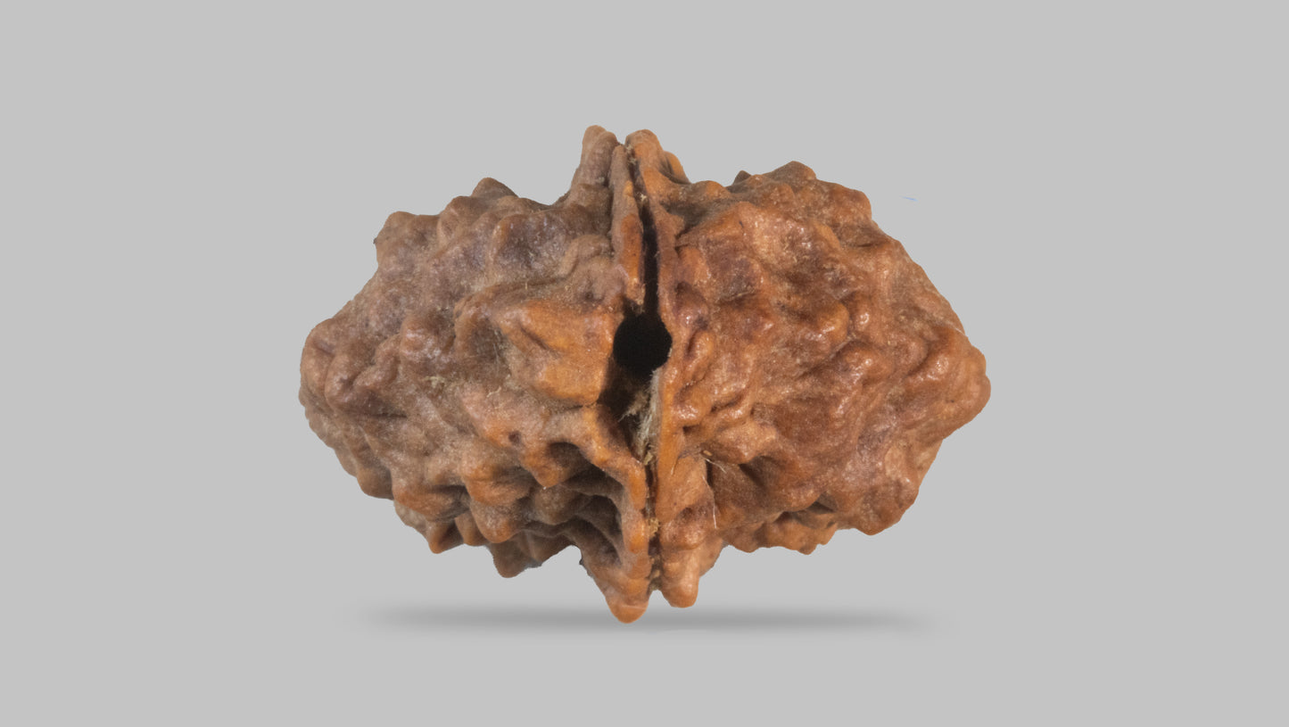 2 MUKHI RUDRAKSHA (33.30 mm)