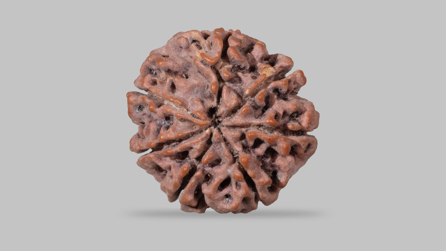 7 MUKHI RUDRAKSHA (21.25 mm)