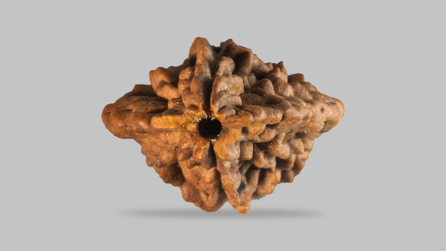 2 MUKHI RUDRAKSHA (31.41 mm)