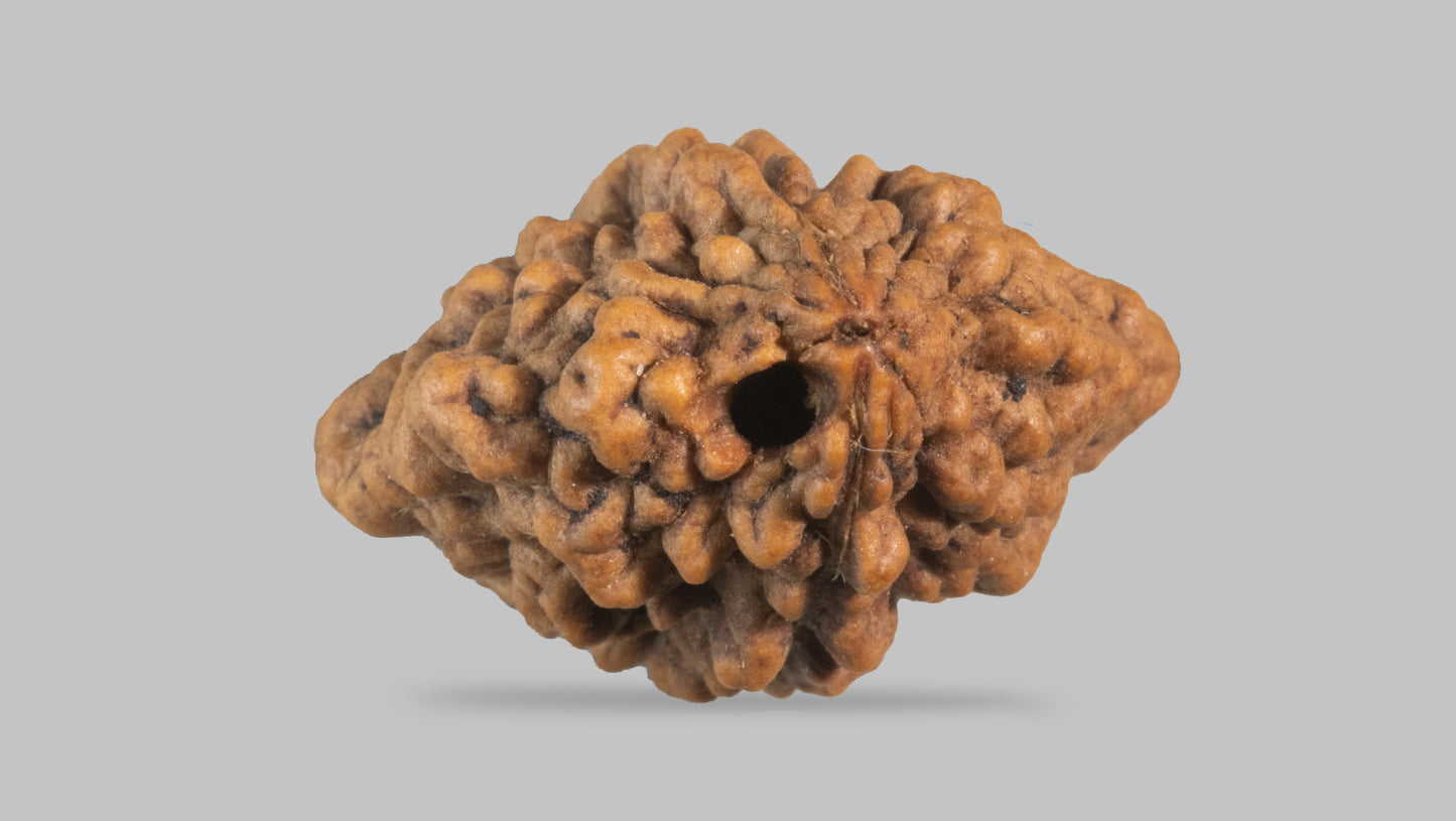 2 MUKHI RUDRAKSHA (28.71 mm)