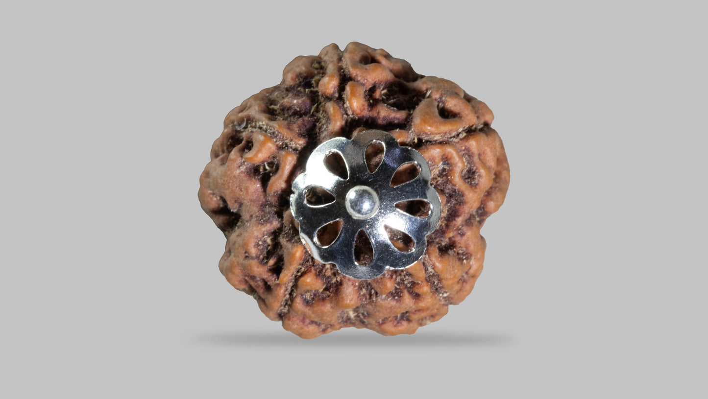 5 MUKHI RUDRAKSHA (23.48 mm)