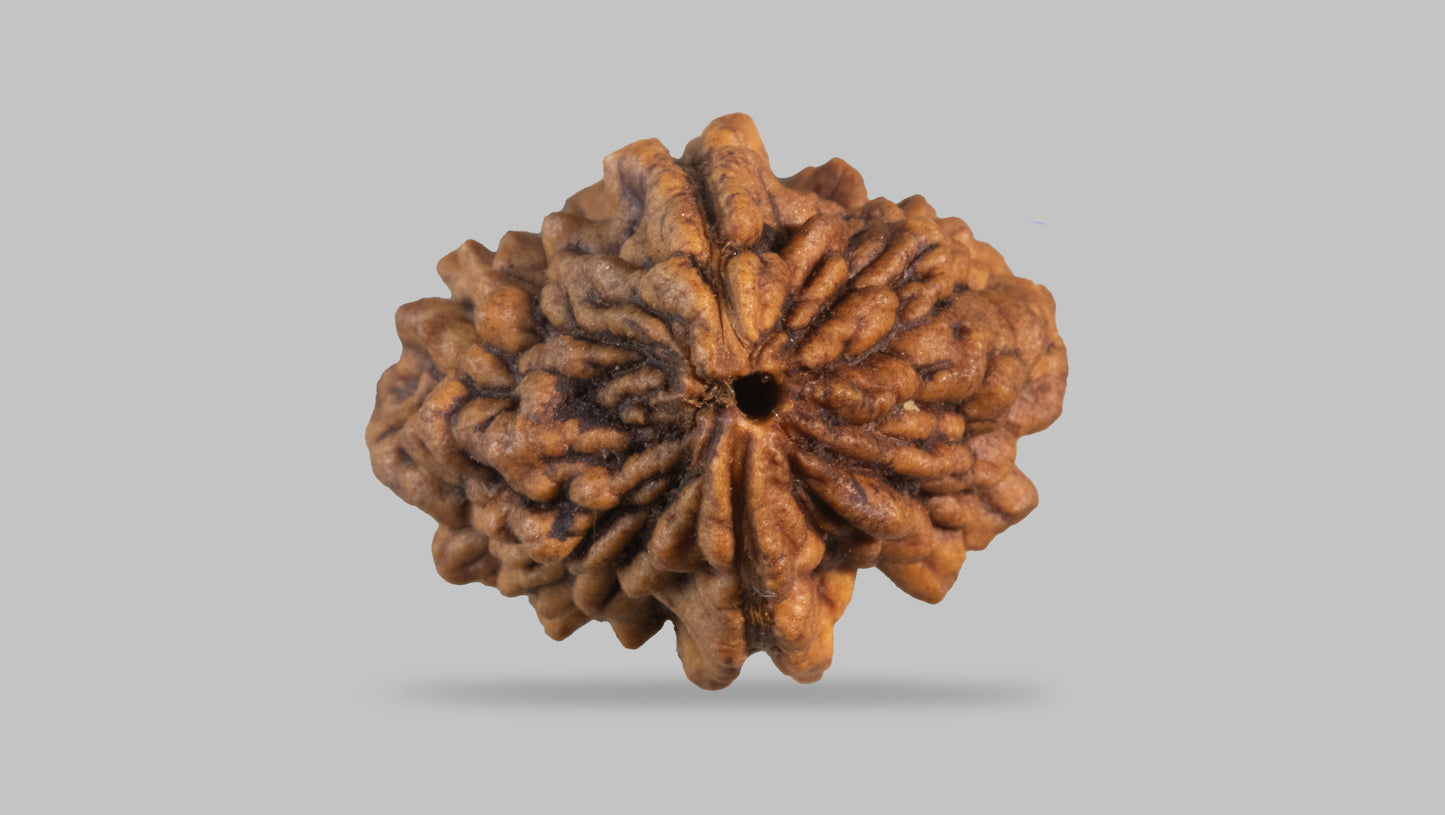 2 MUKHI RUDRAKSHA (28.89 mm)