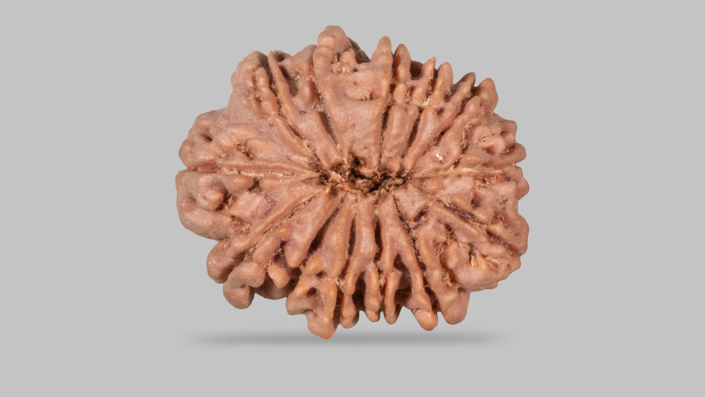 13 MUKHI RUDRAKSHA (27.85 mm)