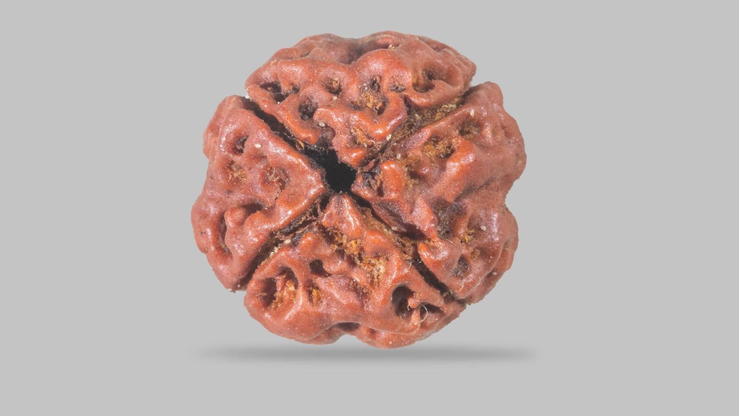 4 MUKHI RUDRAKSHA (18.25 mm)