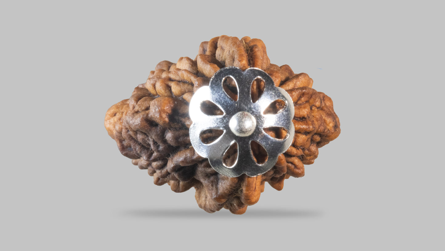 2 MUKHI RUDRAKSHA (29.60 mm)