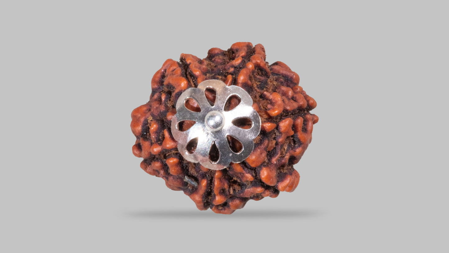 6 MUKHI RUDRAKSHA (23.20 mm)