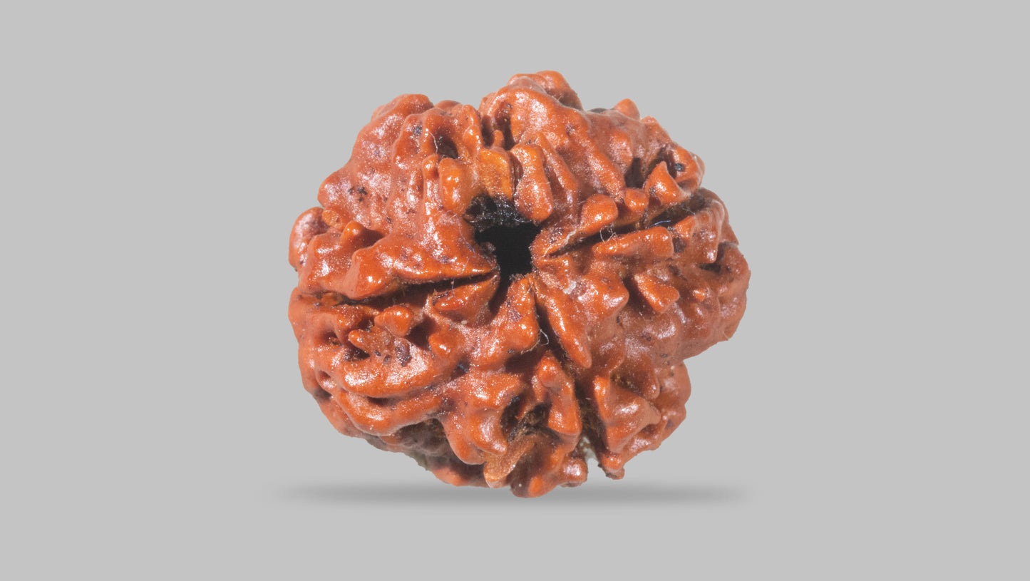 4 MUKHI RUDRAKSHA (18.92 mm)